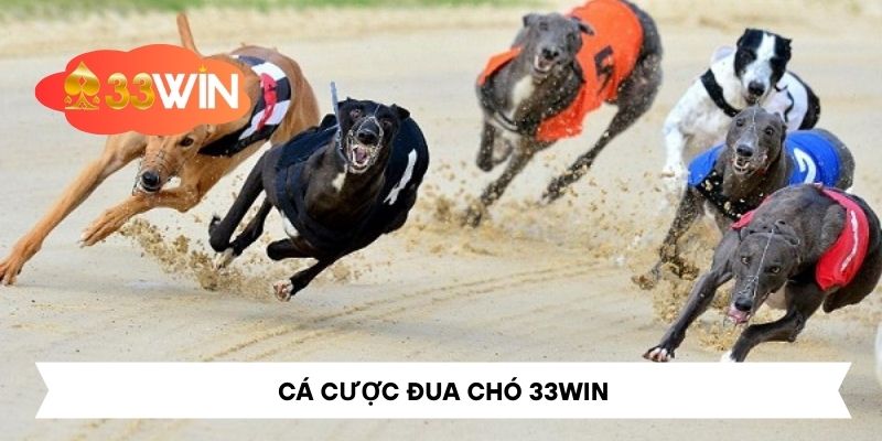 Cá Cược Đua Chó – Trải Nghiệm Không Thể Bỏ Lỡ Tại 33Win