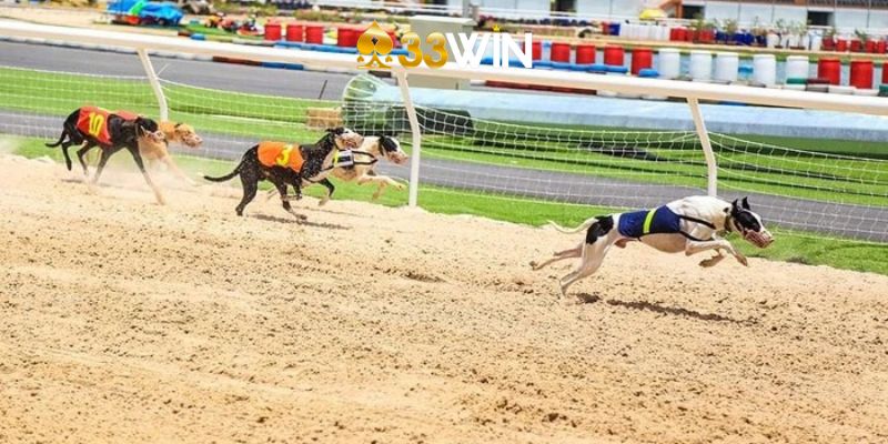 Những Điều Cần Lưu Ý Khi Cá Cược Đua Chó Tại 33Win
