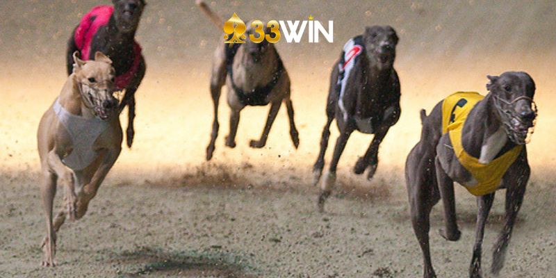Hướng Dẫn Cách Chơi Cá Cược Đua Chó Tại 33Win