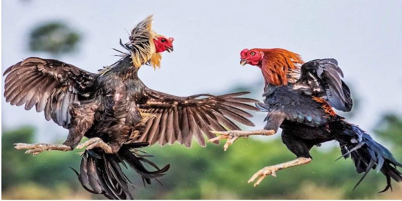 Thế nào là gà cựa sắt