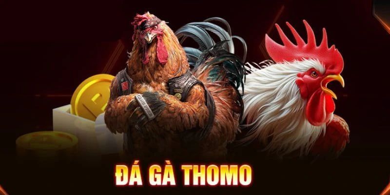 Đá Gà Thomo – Sân Chơi Đẳng Cấp Hút Đông Đảo Người Chơi