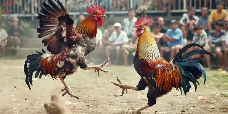 Kinh nghiệm cược đá gà Thomo cùng 33win