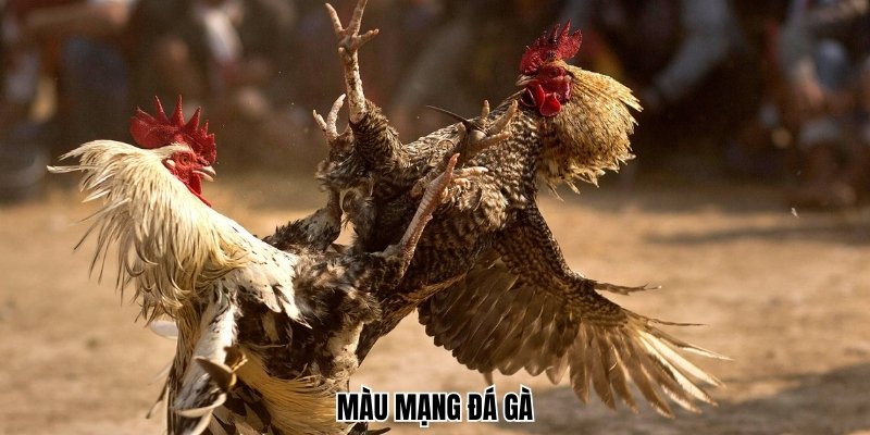 Màu Mạng Đá Gà 33win – Hướng Dẫn Cách Xem Chuẩn Xác