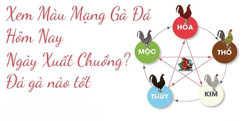 Vai trò của việc xem màu mạng đá gà hôm nay