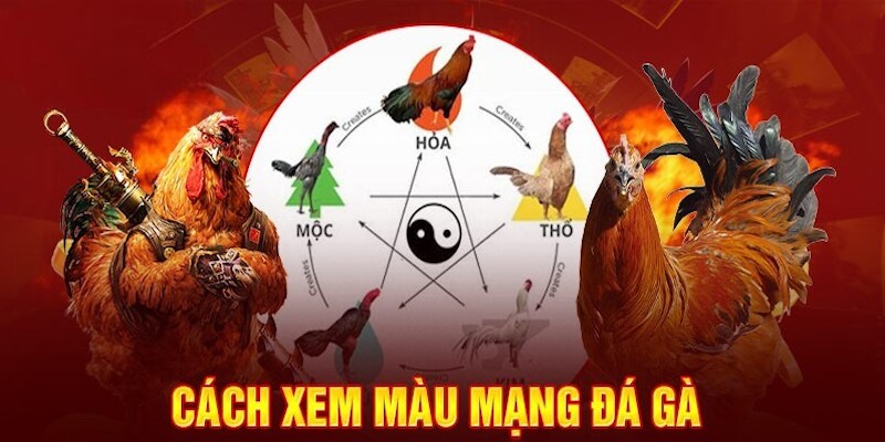 Nhận biết đặc điểm từng loại màu mạng gà đá