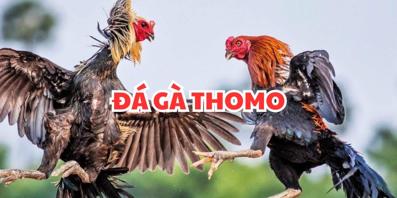 Thông tin cơ bản về đá gà Thomo