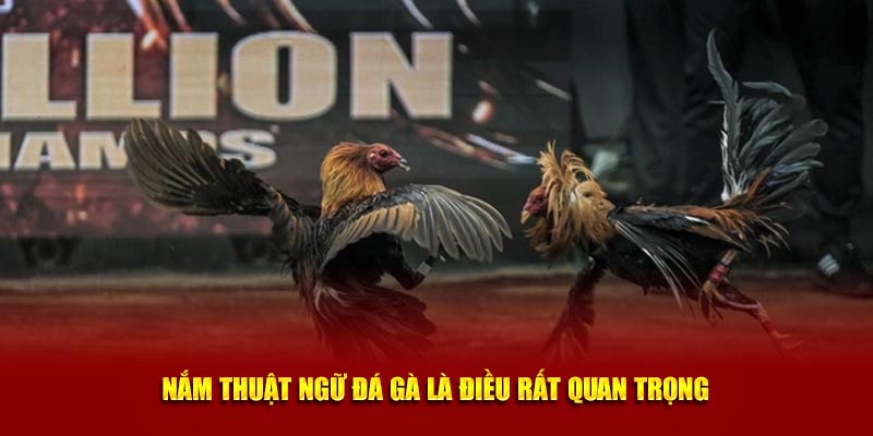 Thuật ngữ đá gà quan trọng